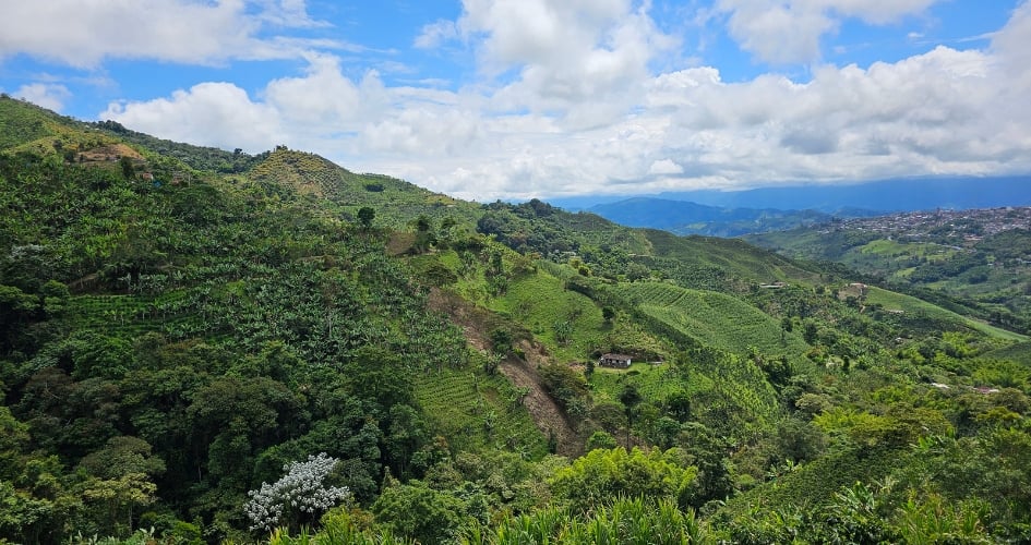 Coffee field in Colombia