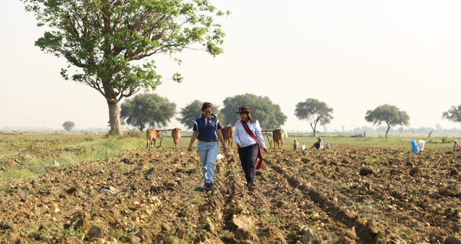 Lwin Lwin Mar walking away, in potato field