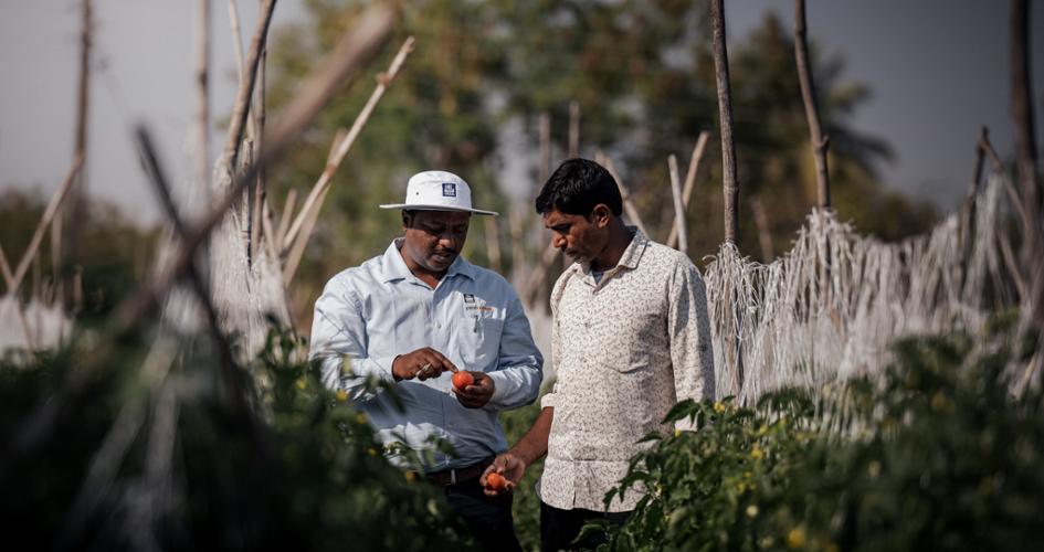 Field fertigation on tomato crop in India