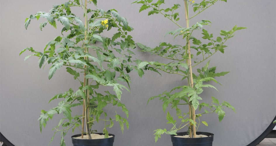 Tomato trees with and without nutrient deficiency