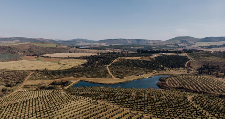 Macadamia farm landscape